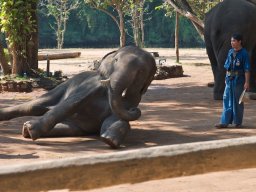 Thailand2009-Elephant_School-002